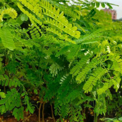 yellow Delonix regia seeds/Poinciana seeds 1kg