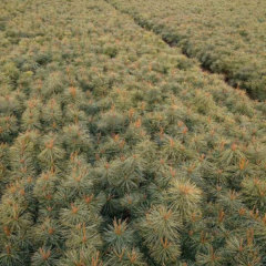 Pinus koraiensis seeds/red pine seeds