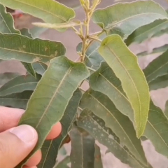 Eucalyptus citriodora seeds/Lemon Eucalyptus seeds 1kg