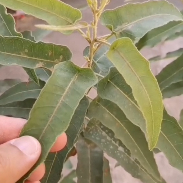 Eucalyptus citriodora seeds/Lemon Eucalyptus seeds 1kg