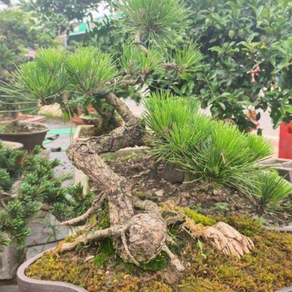 black pine seeds/pinus thunbergii seeds 1kg