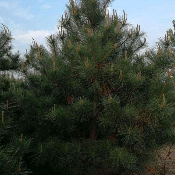 Pinus tabuliformis seeds/ Chinese pine seeds