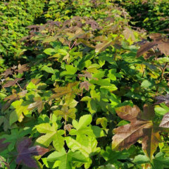 Chinese sweet gum seeds/Liquidambar formosana seeds 1kg