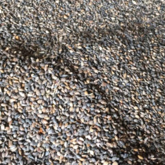 Pinus sylvestris seeds/ Pinus sylvestris var seeds 1kg