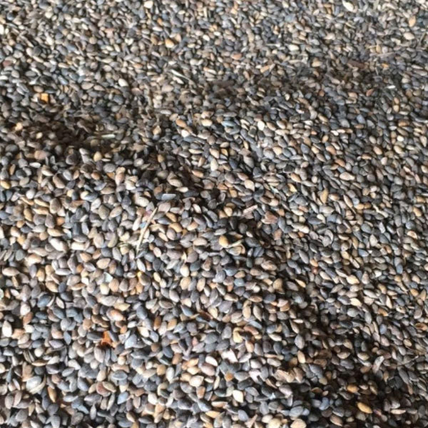 Pinus sylvestris seeds/ Pinus sylvestris var seeds 1kg