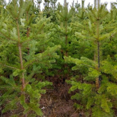 Pinus sylvestris seeds/ Pinus sylvestris var seeds 1kg
