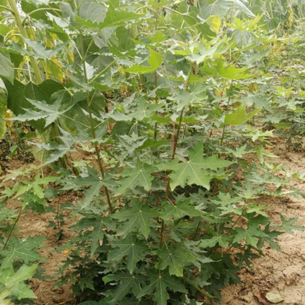 Acer Truncatum seeds 1kg