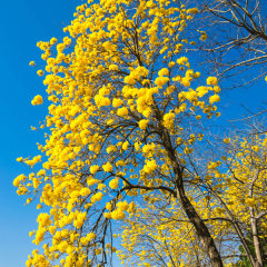 Tabebuia seeds/Yellow tabebuia seeds 1kg