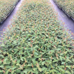 Eucalyptus robusta Smith seeds/Eucalyptus robusta seeds 1kg