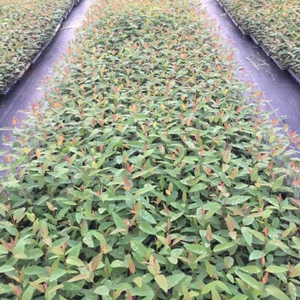 Eucalyptus robusta Smith seeds/Eucalyptus robusta seeds 1kg