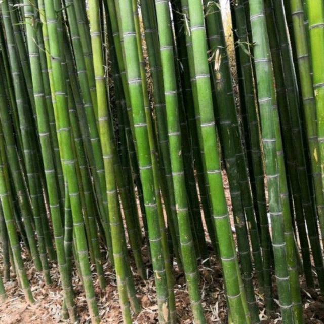 moso bamboo seeds/ Phyllostachys edulis seeds 1kg