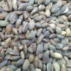 black pine seeds/pinus thunbergii seeds 1kg