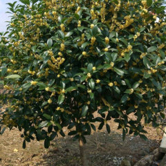 Osmanthus fragrans seeds/Osmanthus seeds 1kg