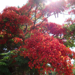 Red Delonix regia seeds/Poinciana seeds 1kg