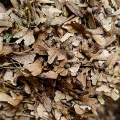 Acer serrulatum seeds/Green maple seeds 1kg