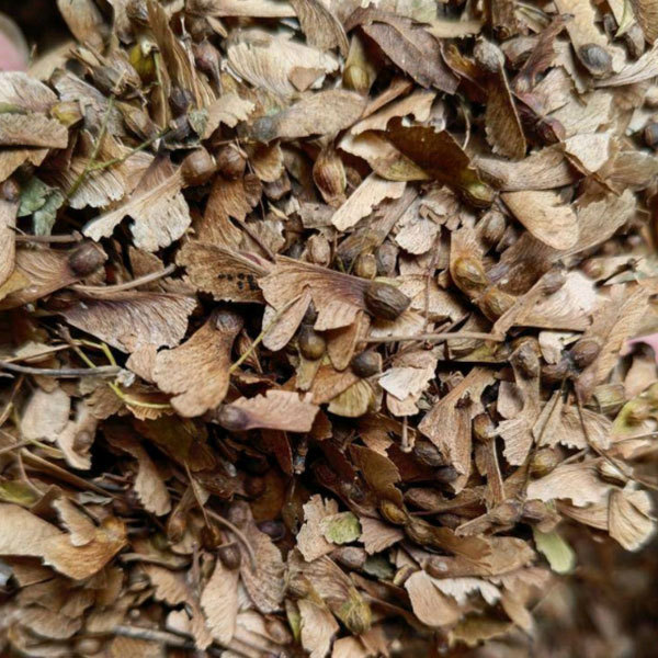 Acer serrulatum seeds/Green maple seeds 1kg