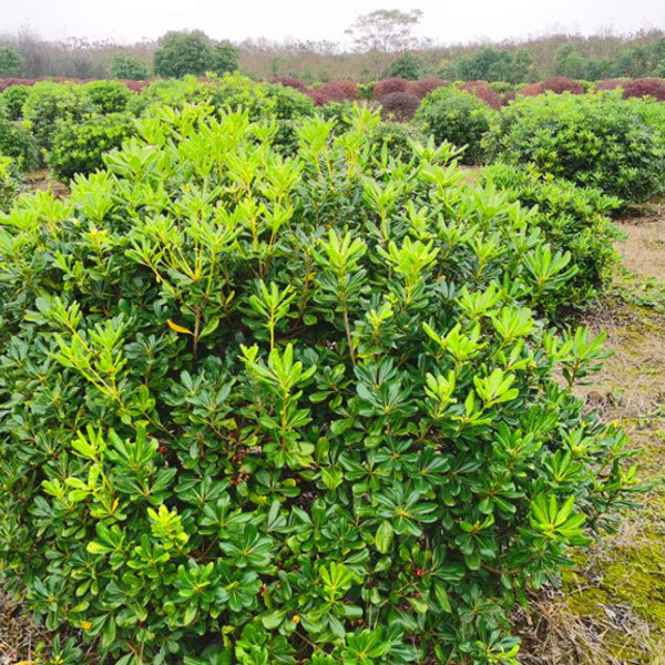 Pittosporum tobira seeds/Pittosporum seeds 1kg
