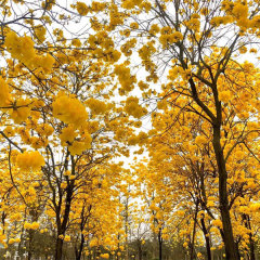 Tabebuia seeds/Yellow tabebuia seeds 1kg