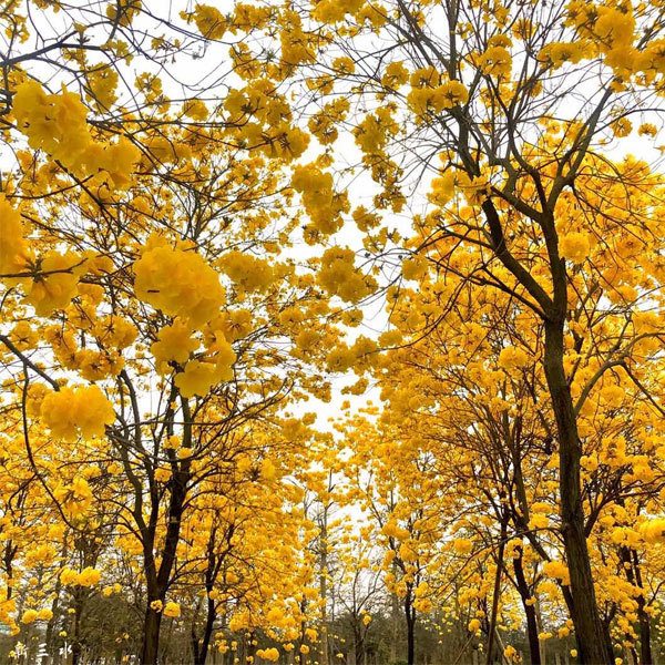 Tabebuia seeds/Yellow tabebuia seeds 1kg