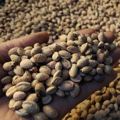 Cherry Blossom seeds/Sakura seeds