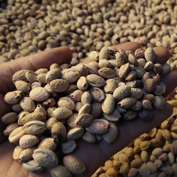 Cherry Blossom seeds/Sakura seeds