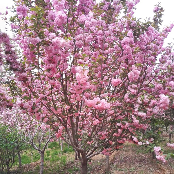 Cherry Blossom seeds/Sakura seeds