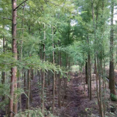 dawn redwood seeds/metasequoia seeds 1kg