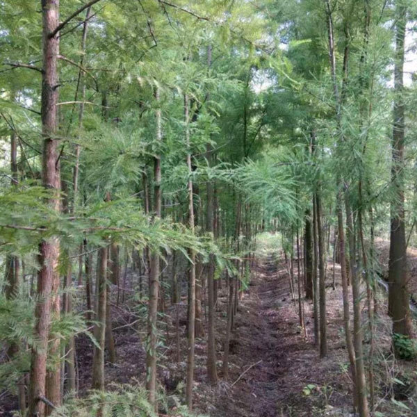 dawn redwood seeds/metasequoia seeds 1kg