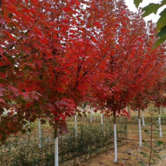 Acer palmatum Atropurpureum seeds/Red maple seeds