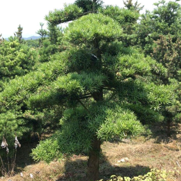 podocarpus macrophyllu seeds/yew podocarpus seeds 1kg