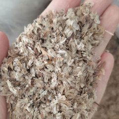 paulownia seeds 1kg