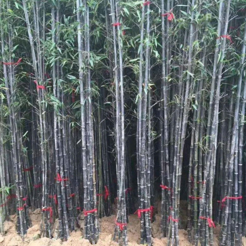 Phyllostachys nigra seeds/ Black bamboo seeds 1kg
