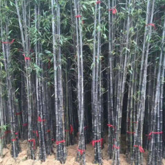 Phyllostachys nigra seeds/ Black bamboo seeds 1kg