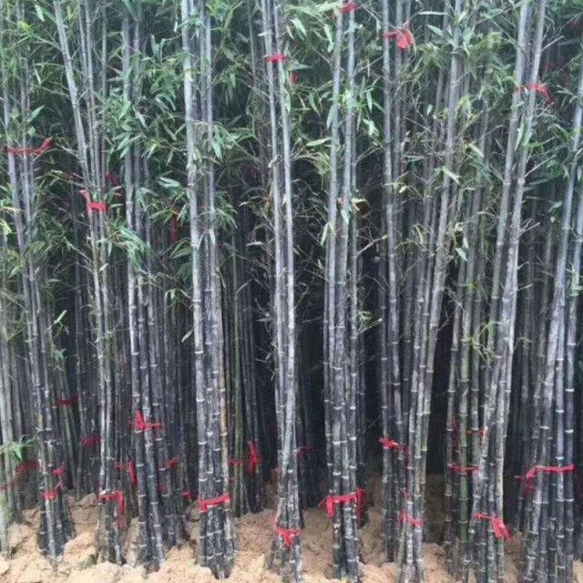 Phyllostachys nigra seeds/ Black bamboo seeds 1kg
