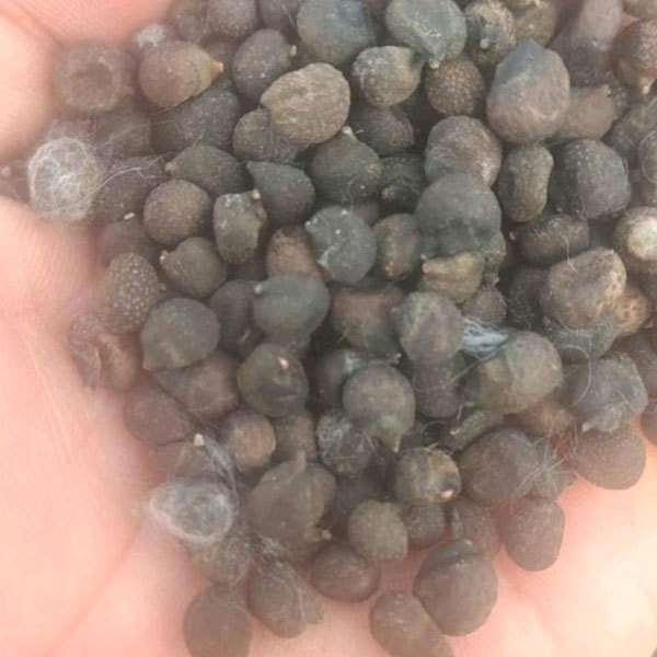 Ceiba insignis seeds/ Ceiba speciosa seeds 1kg