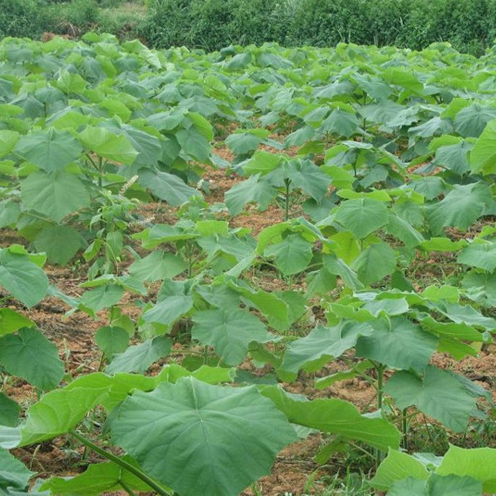 paulownia seeds 1kg