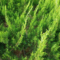 Cypress seeds/Cupressus funebris Endl seeds 1kg