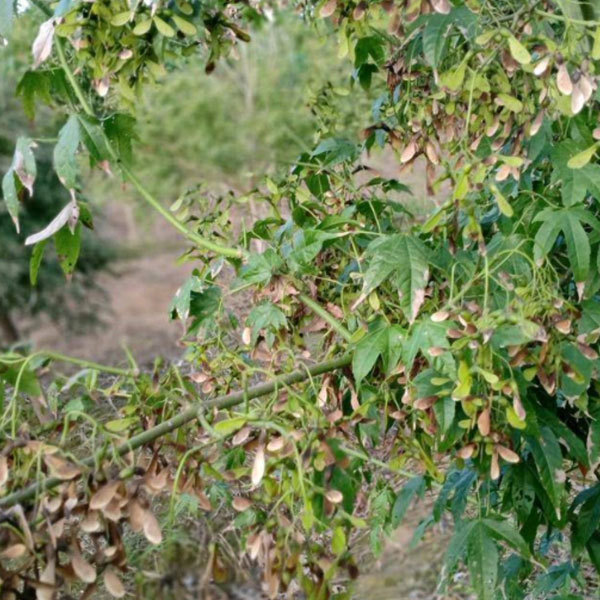 Acer serrulatum seeds/Green maple seeds 1kg