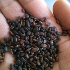 Robinia pseudoacacia seeds/Robinia seeds 1kg