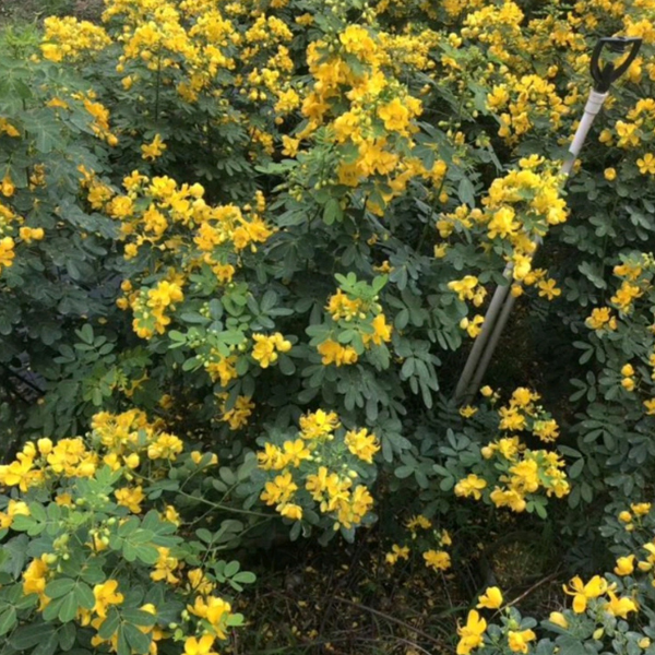 Cassia surattensis seeds/Senna surattensis seeds 1kg