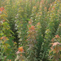 Acer buergerianum seeds/rident maple seeds 1kg