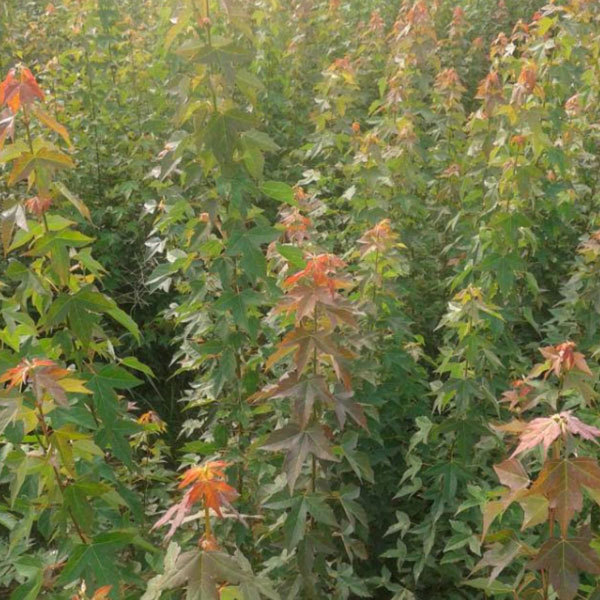 Acer buergerianum seeds/rident maple seeds 1kg