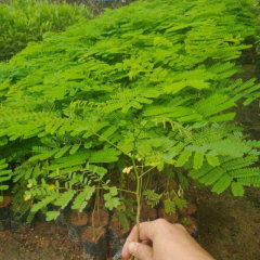 Red Delonix regia seeds/Poinciana seeds 1kg