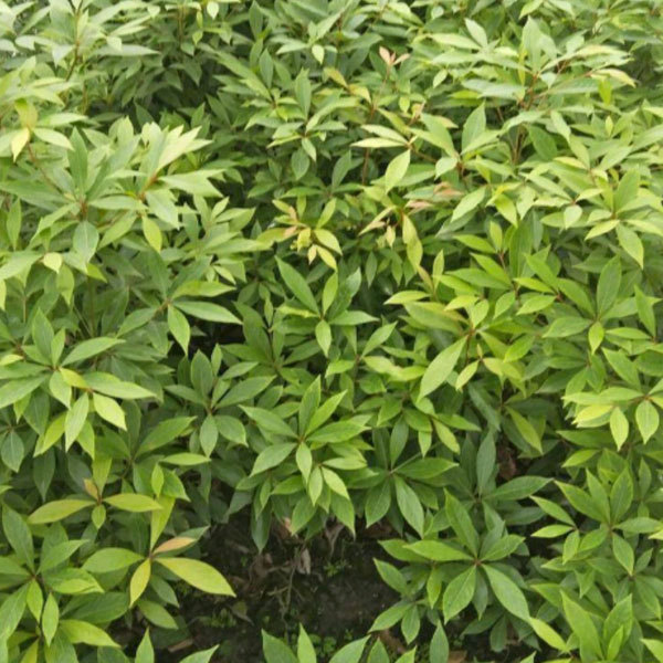 Phoebe zhennan seeds