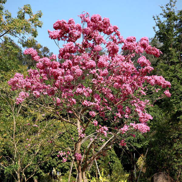 Tabebuia impetiginosa seeds/Pink tabebuia seeds 1kg