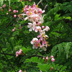 Cassia nodosa seeds/Cassia nodosa Buch seeds 1kg