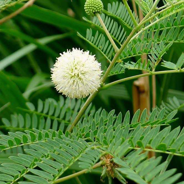 Leucaena leucocephala seeds/Leucaena seeds 1kg