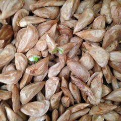 cedar seeds/Cedrus seeds