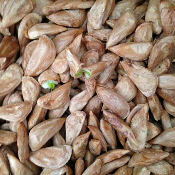 cedar seeds/Cedrus seeds