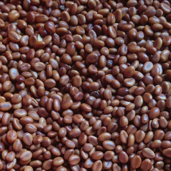 Cassia bakeriana seeds 1kg